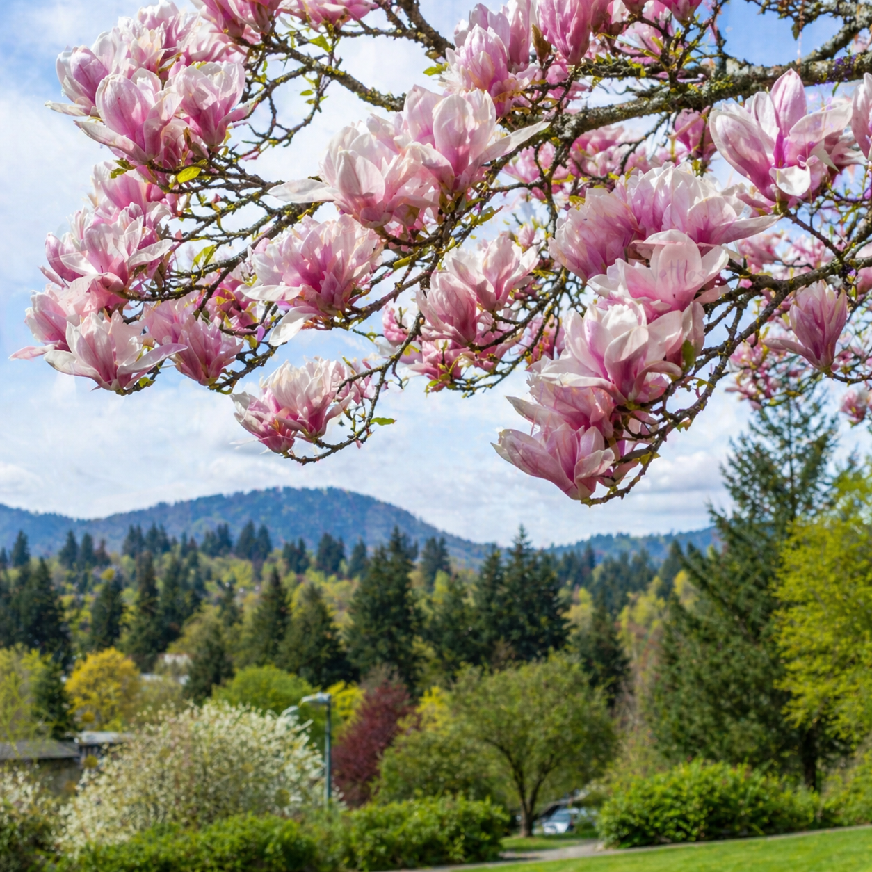 Soft pink magnolia blossoms fill the upper half of the image, blooming on tree branches above a lush green landscape in Eugene, Oregon, with forested hills and a peaceful springtime setting in the background.